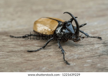 Rhinoceros Beetle: in fully armoured with powerful front horns to lift and bore holes to get to food or defend itself; it is harmless to humans as this can't bite.