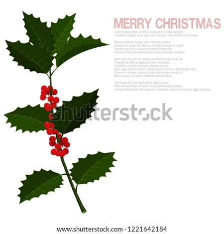 Isolate many holly leaves and many berries on branch