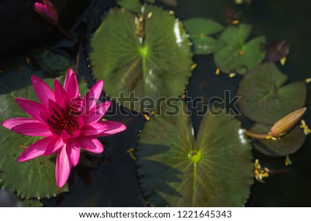 pink water lily on the lake