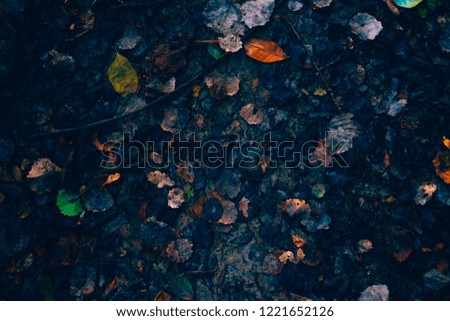 colorful autumn leafs