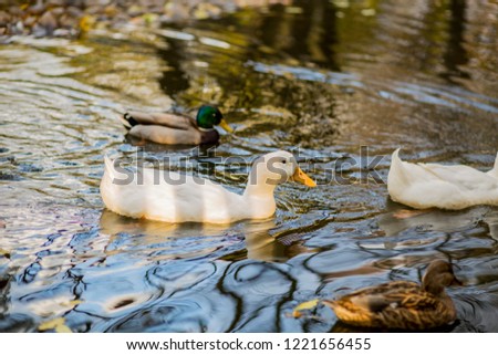 Ducks swim in the lake.