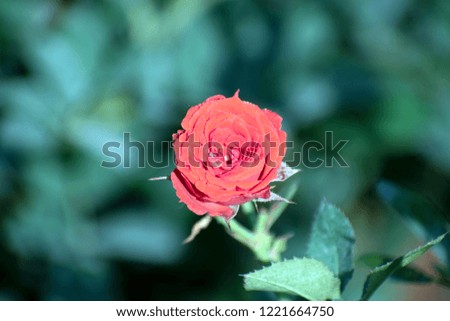Rose Flowers blooming in the Garden