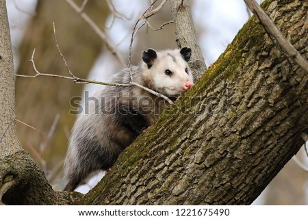 Virginia opossum  -  North American opossum, climbing on the tree.Wild scene from Wisconsin.