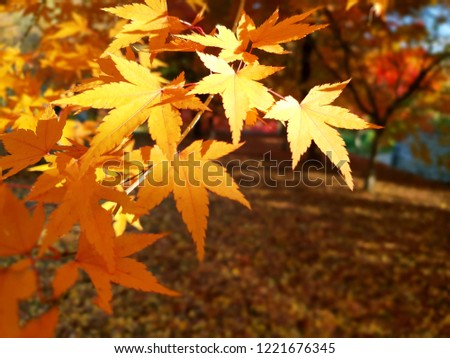 Pretty red yellow maple leaves image