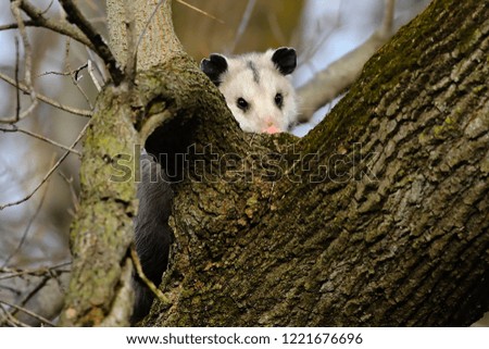 Virginia opossum  -  North American opossum, climbing on the tree.Wild scene from Wisconsin.