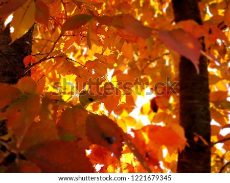 Pretty red yellow maple leaves image
