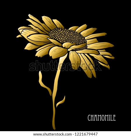 Decorative chamomile  flower, design element. Can be used for cards, invitations, banners, posters, print design. Golden flowers