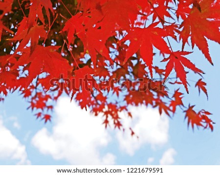 Pretty red maple leaves image