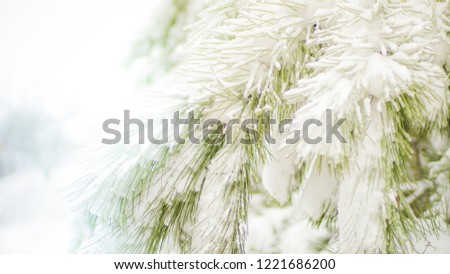 Snow covered pine tree branches 