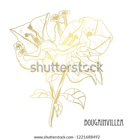 Decorative bougainvillea  flowers, design elements. Can be used for cards, invitations, banners, posters, print design. Golden flowers