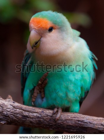 A beautiful portrait of a lovebird (Agapornis spp)