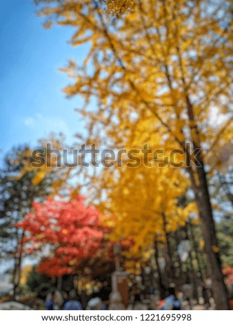 A blurred picture of Fall and Autumn in Korea by tree's leaves are changing in yellow and red tone. By the blue sky in the background. Beautiful nature concept.