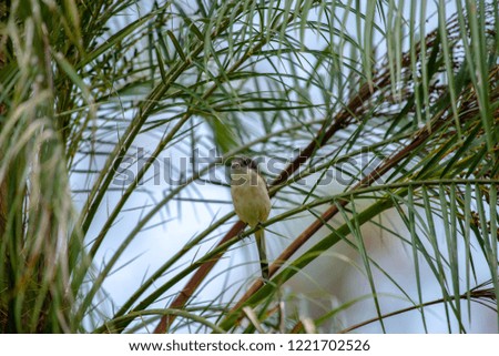 Female Burmese Shrike.  Its natural habitats are subtropical or tropical moist lowland forest and subtropical or tropical moist montane forest.