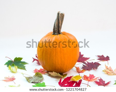 A small orange pumpkin with big stem sitting on a pile of colorful and vibrant maple leaves with orange, green, red and brown colors isolated on a white background with open space.