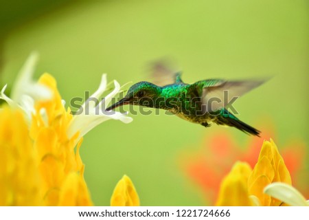 A bright photo of a Blue-chinned Sapphire, Chlorestes notata, pollinating a yellow shrimp plant.