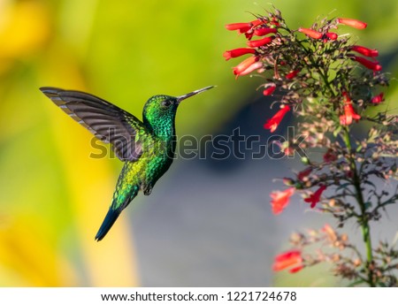A male  Blue-chinned Sapphire, Chlorestes notata, hovering in a tropical garden with red Antigua Heath flowers. Royalty-Free Stock Photo #1221724678