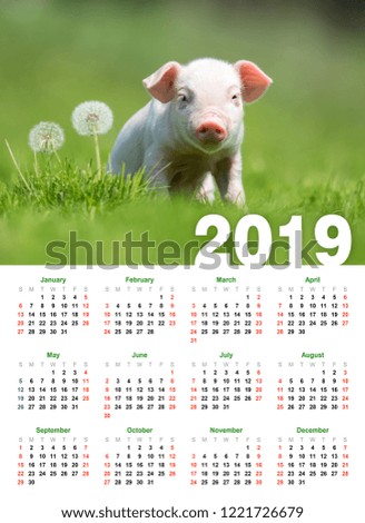 Baby funny piglet in grass. Calendar 2019 year
