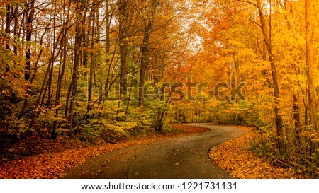 Sunlight through autumn foliage on trees highlighting gold, green, yellow and orange colors over winding country road surrounded by leaves on the ground in rural midwestern Indiana.