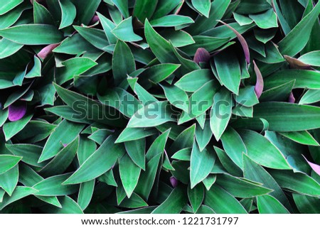 Green leaves background. Use for wallpaper, backdrop or design element in natural concept. Flowering plant with green magenta purple leaves, that is called Moses in the Cradle, tradescantia spathacea.