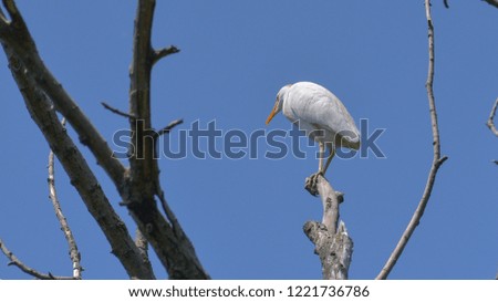 Cattle egret posed on top of a tree looking down