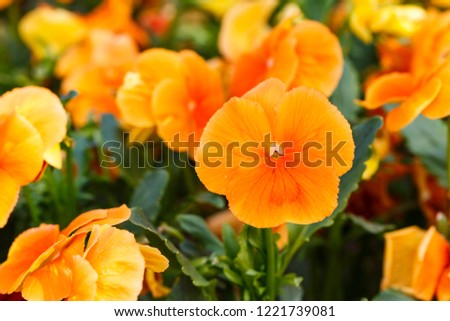 Beautiful orange magenta pansy flowers are blommong in the garden