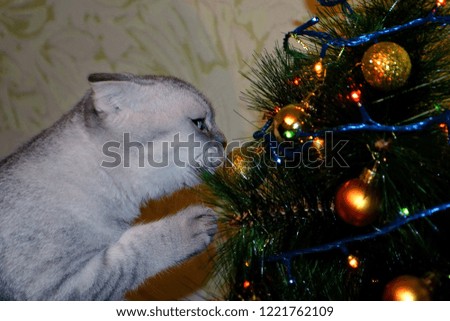 British tabby shorthair cat decorates Christmas tree. Preparing for the new year