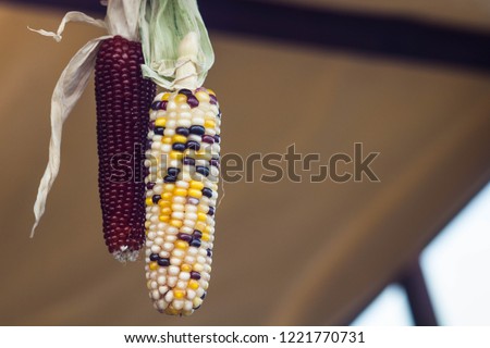 Fresh delicious corn