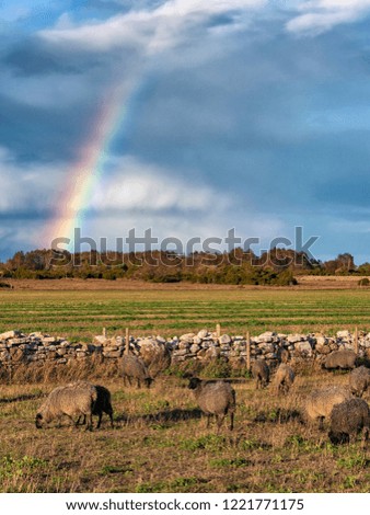 Picture of sheeps or goats on the grass with rainbow at the background.