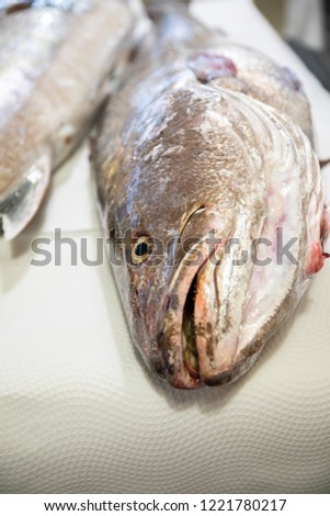 head and face with eye and mouth of fresh raw dead big fish corvina, on white paper tablecloth on table