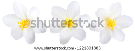 Single jasmine flowers  Royalty-Free Stock Photo #1221801883