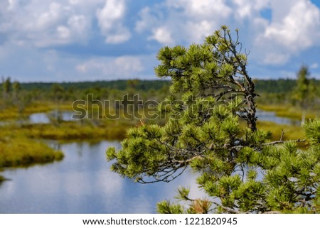 empty swamp landscape with water ponds and small pine trees in bright day with blue sky and some clouds