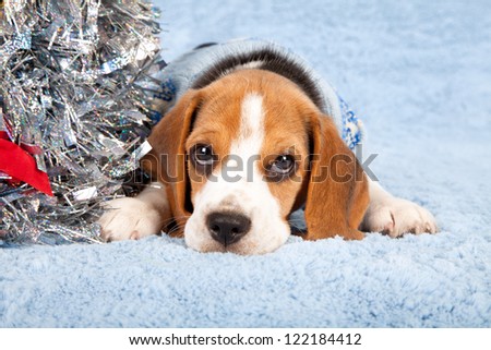 Beagle puppy on fake fur blue background with silver blue christmas tree with ornaments