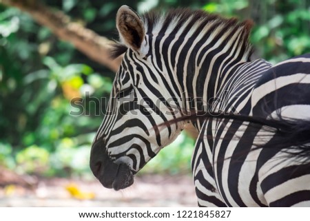A ccloseup shot of a head of a common Burchell's zebra Equus quagga in a park somewhere in Singapore. Colorful wildlife photo with nature background