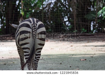 A ccloseup shot of the behind ass of a common Burchell's zebra Equus quagga in a park somewhere in Singapore. Colorful wildlife photo