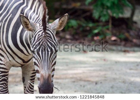 A ccloseup shot of a head of a common Burchell's zebra Equus quagga in a park somewhere in Singapore. Colorful wildlife photo with nature background