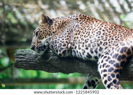 A leopard panther Panthera pardus while resting on a tree branch inside a zoo in Singapore. Colorful photo of wildlife