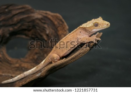 Crested gecko (scientific name: Correlophus ciliates) crawling on brown dry wood. This animal is a cutie pet and it is one species in group of New Caledonian Geckoes. 