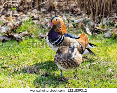 Male and female mandarin ducks