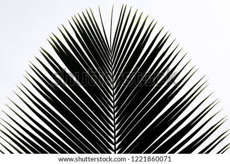 Natural coconut leaves on a white background. 