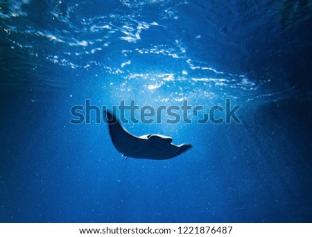 Huge majestic Oceanic Manta Ray in blue water. Abstract photo.