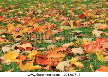Colorful Autumn Leaves on Green Grass Background. Outdoor Park Nature Scene of Fall Landscape with Green, Yellow, Red and Orange Colored Fallen Autumn Maple Leaves Laying on the Ground