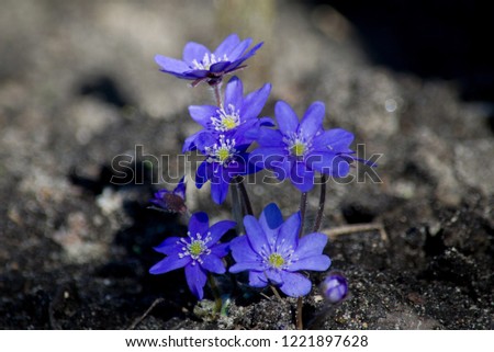 Blue flowers of hepatica
