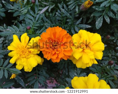 Close Up of Marigold Flowers Yellow and Orange