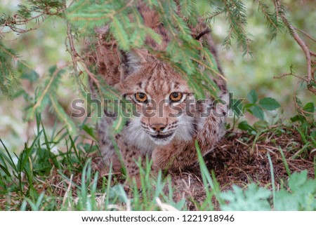 Wild Eurasian lynx (Lynx lynx) in its natural environment deep in the forests. Summer weather. Wild and endangered predator. Slovakia.