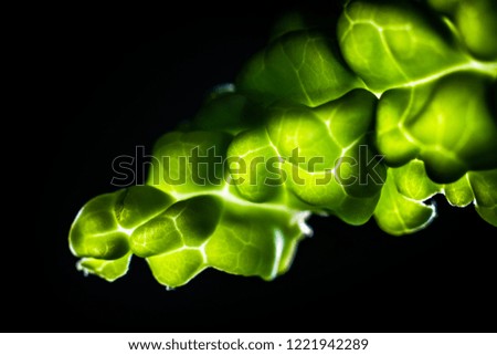 A macro view showing the detail contained within the outer layers of a simple Savoy Cabbage.