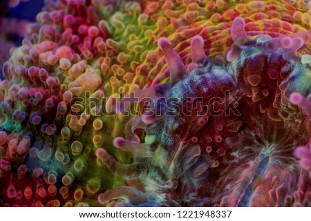 Rainbow Acan Corals Royalty-Free Stock Photo #1221948337
