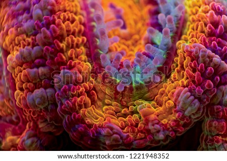 Rainbow Acan Corals Royalty-Free Stock Photo #1221948352