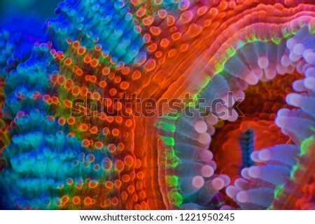 Rainbow Acan corals Royalty-Free Stock Photo #1221950245