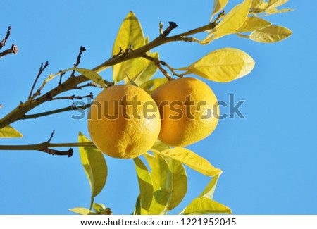 oranges growing on orange tree blue sky in Seville Spain stock, photo, photograph, picture, image