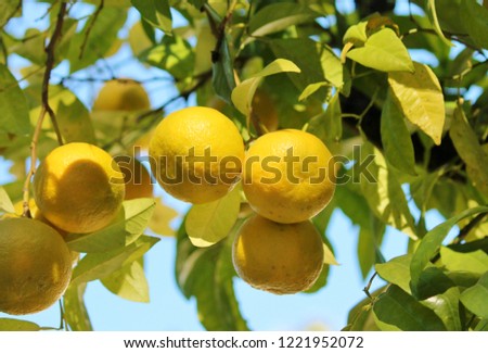 oranges growing on the tree in Seville Spain orange citrus is exported farm crop for Spain stock, photo, photograph, picture, image